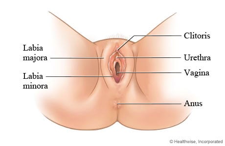 Female Genitalia - External View