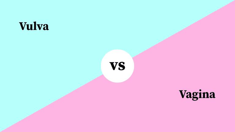 Differences Between Vulva and Vagina
