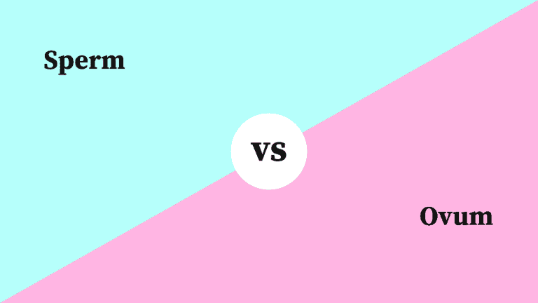 Differences Between Sperm and Ovum
